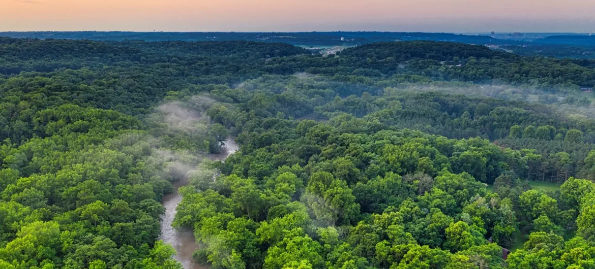Indian sandalwood forest